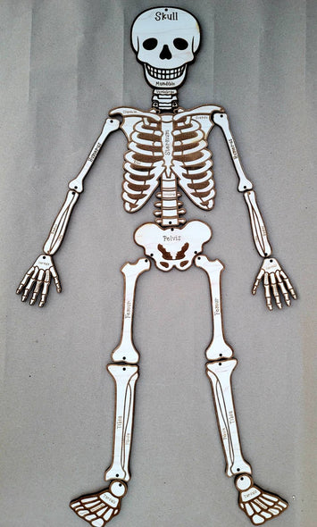 Build Your Own Skeleton, Science Kit, Human Body