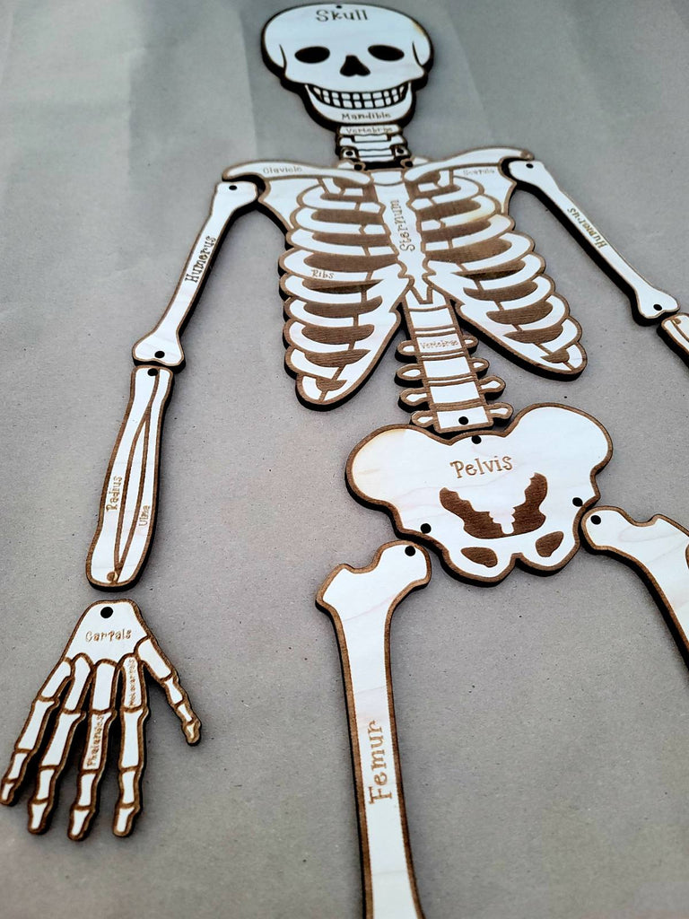 Build A Human Skeleton