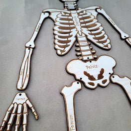 Build Your Own Skeleton, Science Kit, Human Body