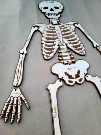 Build Your Own Skeleton, Science Kit, Human Body
