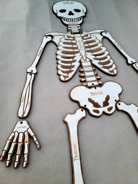 Build Your Own Skeleton, Science Kit, Human Body – PigletInBloom