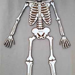Build Your Own Skeleton, Science Kit, Human Body